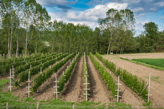 Raspberry plants forming straight rows in field plantation