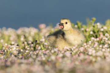 Baby Canada Goose Calling
