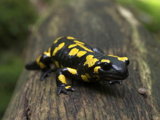 Feuersalamander auf Holz