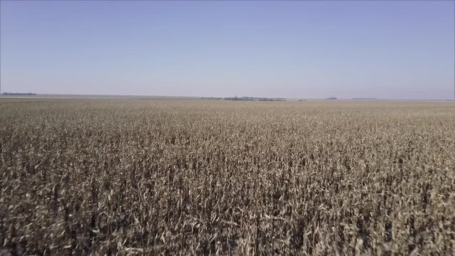 Fast aerial fly over of a field of dead corn following poor rainfall.