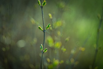 Close up of fresh new leaves on springtime twig of bush or tree
