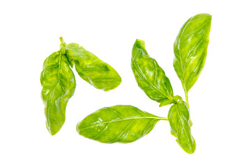 Fresh basil leaves in closeup