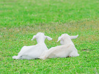 Obraz premium 西表島の山羊