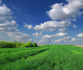 Obraz premium Wheat field against a blue sky