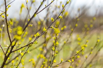 Young fresh birch leaves