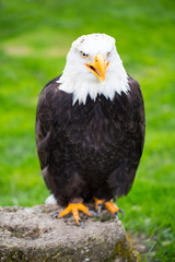 Portrait of a bald eagle on grass.