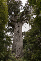 Bay of Islands, New Zealand - March 7, 2017: In the dark Waipuga jungle towers a massive ancient Kauri tree called the Lord of the Forest in Maori lore. Other trees and vegetation Specks of silver sky