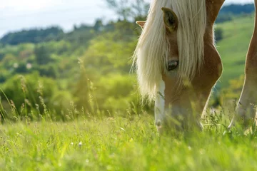 Photo sur Plexiglas Chevaux Cheval paissant dans un pâturage avec de l& 39 herbe