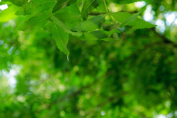Fototapeta na wymiar green leaf, shooting in background forest in sunny spring day, a leafy shade