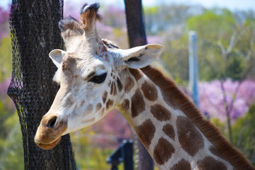 春の桜とキリン