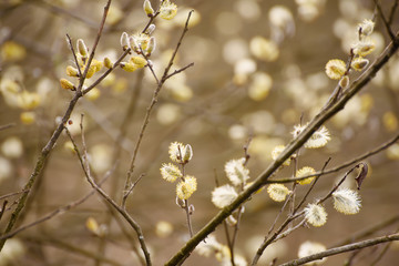Blooming willow branch in springtime, seasonal vintage easter background with copy space