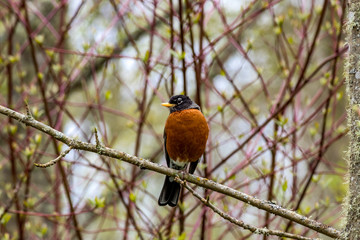 bird on branch in profile