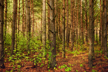 Naklejka premium Summer green forest with pine trees, natural outdoor seasonal background.
