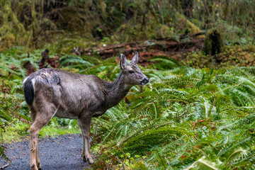 old deer in the ferns