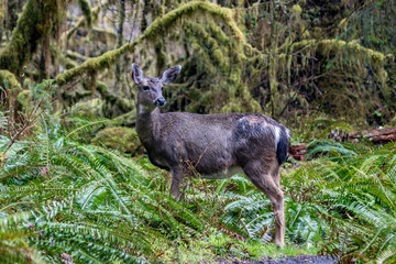 Obraz na płótnie Canvas deer in rain forest