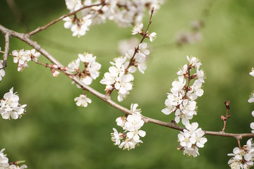 Apricot tree flower with buds and blossoms blooming at springtime, vintage retro floral background