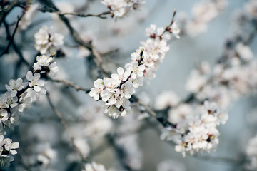 Apricot tree flower with buds and blossoms blooming at springtime, vintage retro floral background