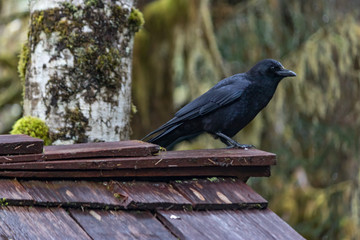 crow sitting on roof