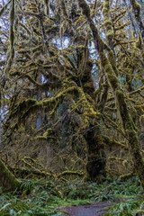Fototapeta premium mossy giant in rain forest