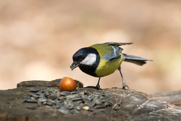 tit on a branch