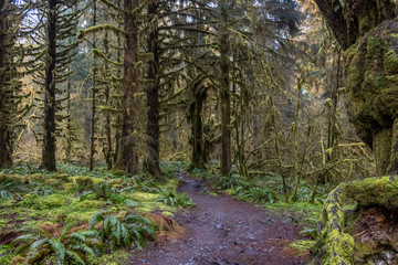 wet trail with fern trees and moss
