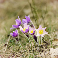 Pasque-flower growing in nature, macro spring floral vintage background