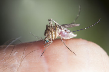 Feeding mosquito