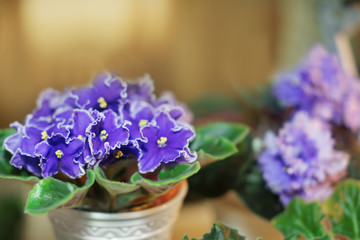 Beautiful flowers in shop on blurred background