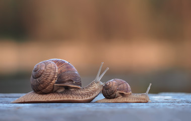 Snails race small first