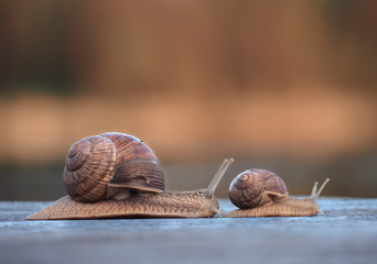 Snails race small first running