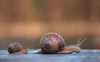 Snails racing bigger faster