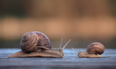 Snails meeting cute