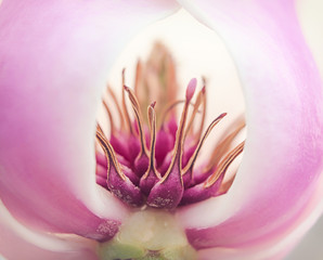 Fototapeta premium Magnolia flower blossom, macro view zoom inside