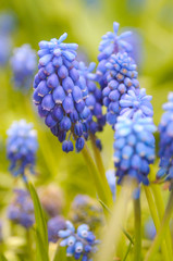 Wildflowers on green meadow for abstract natural background. Shallow depth of field. Selective focus.