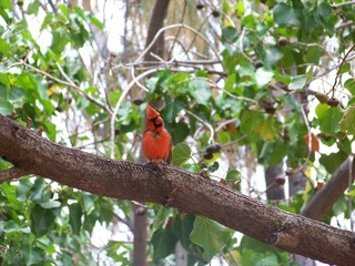 Red Cardinal on Tree Branch