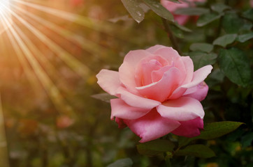 Naklejka premium pink rose with rays of light