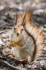 squirrel on a tree