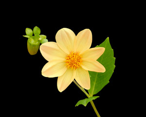 yellow flower with leaf on black background