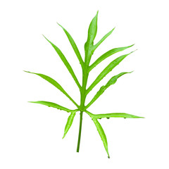 green leaf isolated on a white background