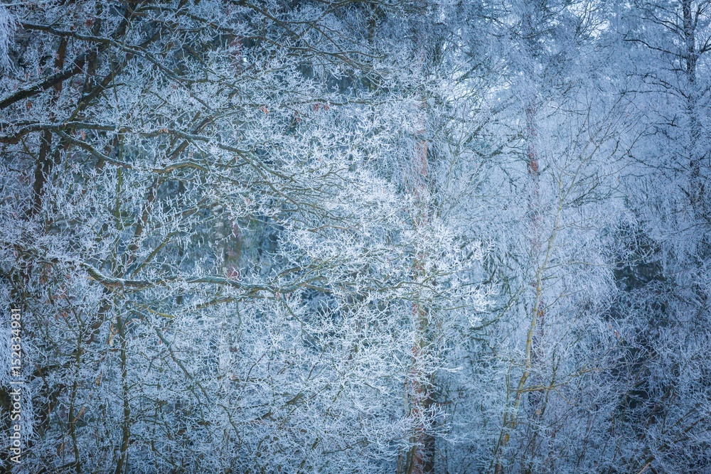 Sticker Winter trees with white rime