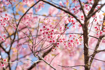 Cherry blossoms or Sakura flower in chiang mai Thailand