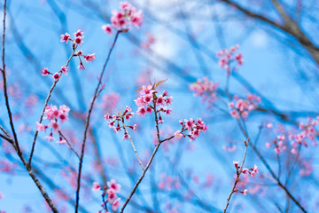 Cherry blossoms or Sakura flower in chiang mai Thailand