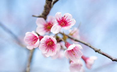 Cherry blossoms or Sakura flower in chiang mai Thailand