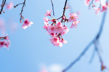 Cherry blossoms or Sakura flower in chiang mai Thailand