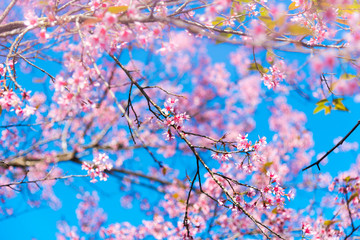 Cherry blossoms or Sakura flower in chiang mai Thailand