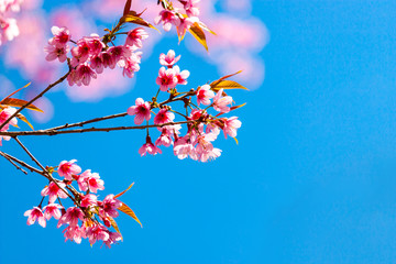 Cherry blossoms or Sakura flower in chiang mai Thailand