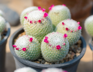  cactus in plastic pot  at farm