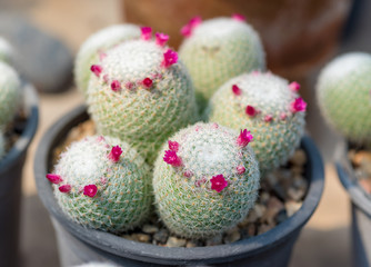  cactus in plastic pot  at farm