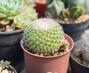 small cactus in plastic pot