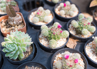  cactus in plastic pot  at farm